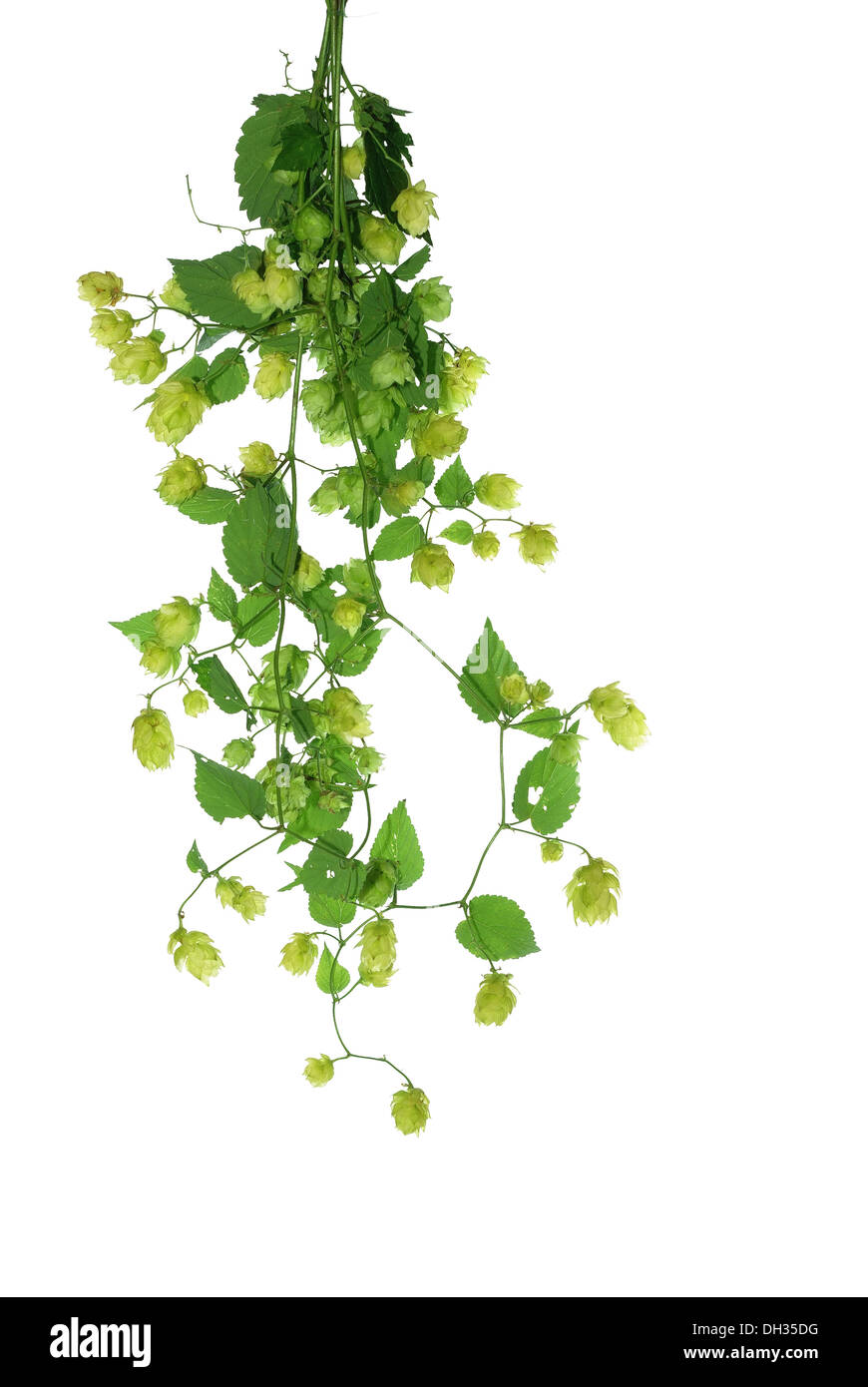 Il cono del luppolo da foglie su sfondo bianco Foto Stock