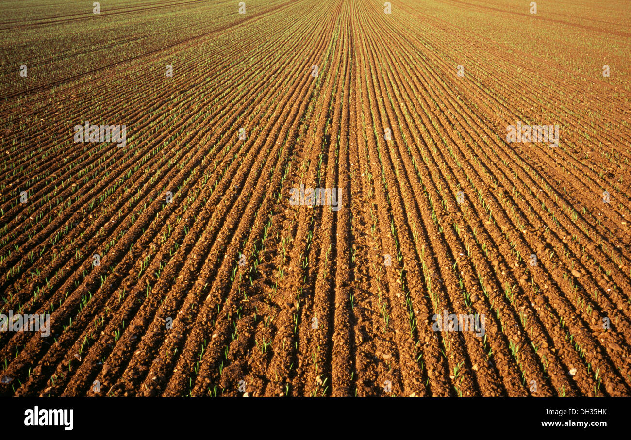 Di Frumento, Triticum, inizio green colpi di frumento invernale piantato in trapani o strettamente distanziati righe. Inghilterra, Norfolk, Foto Stock