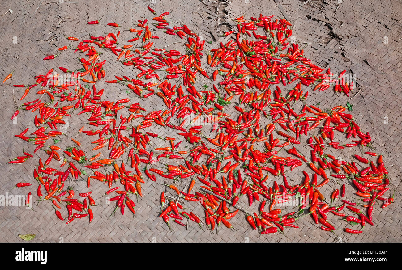 Peperoncino, peperoni annuumLaos, peperoncino rosso di cui ad asciugare su stuoie tessute in villaggio sul fiume Mekong. Laos, Foto Stock