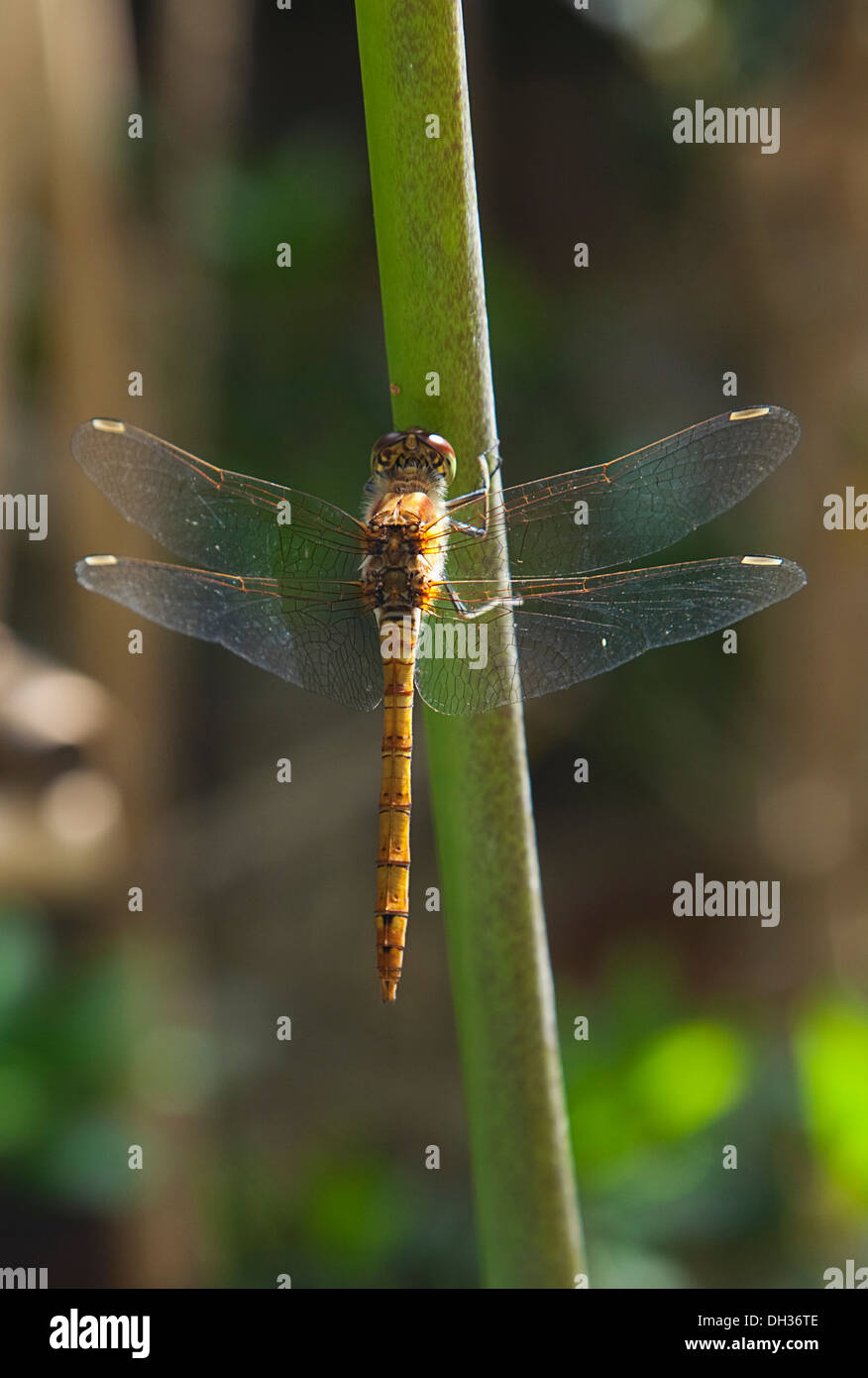 Dragonfly sullo stelo di Agapanthus. Inghilterra, West Sussex, Chichester. Foto Stock