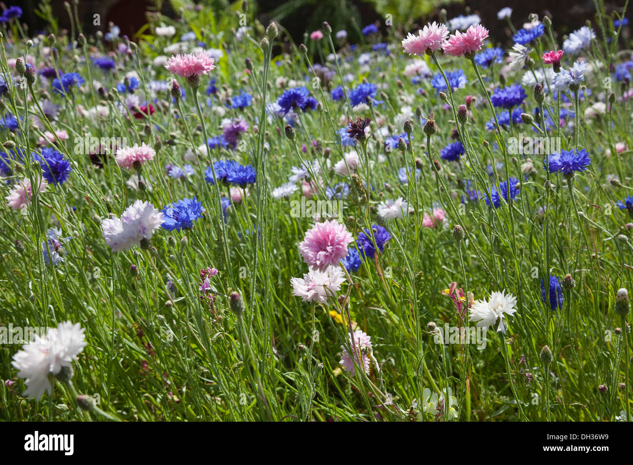 Fiordaliso Centaurea cyanus. Prato misto di fiori selvatici compresi bianco rosa e blu cornflowers. Inghilterra West Sussex Foto Stock