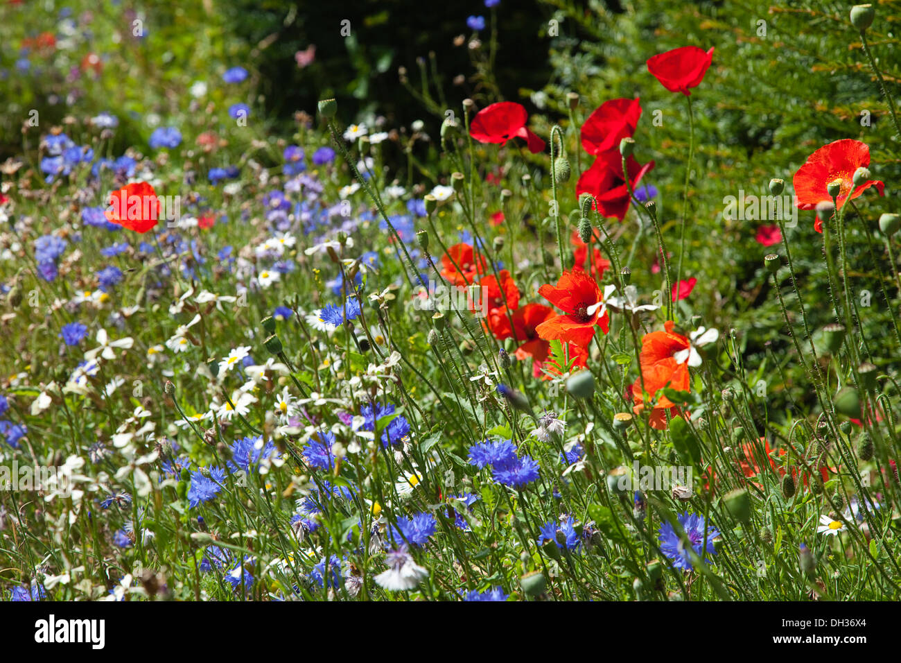 Fiordaliso Centaurea cyanus. Prato misto di fiori selvatici compresi campo cornflowers papaveri e margherite. Inghilterra West Sussex Foto Stock