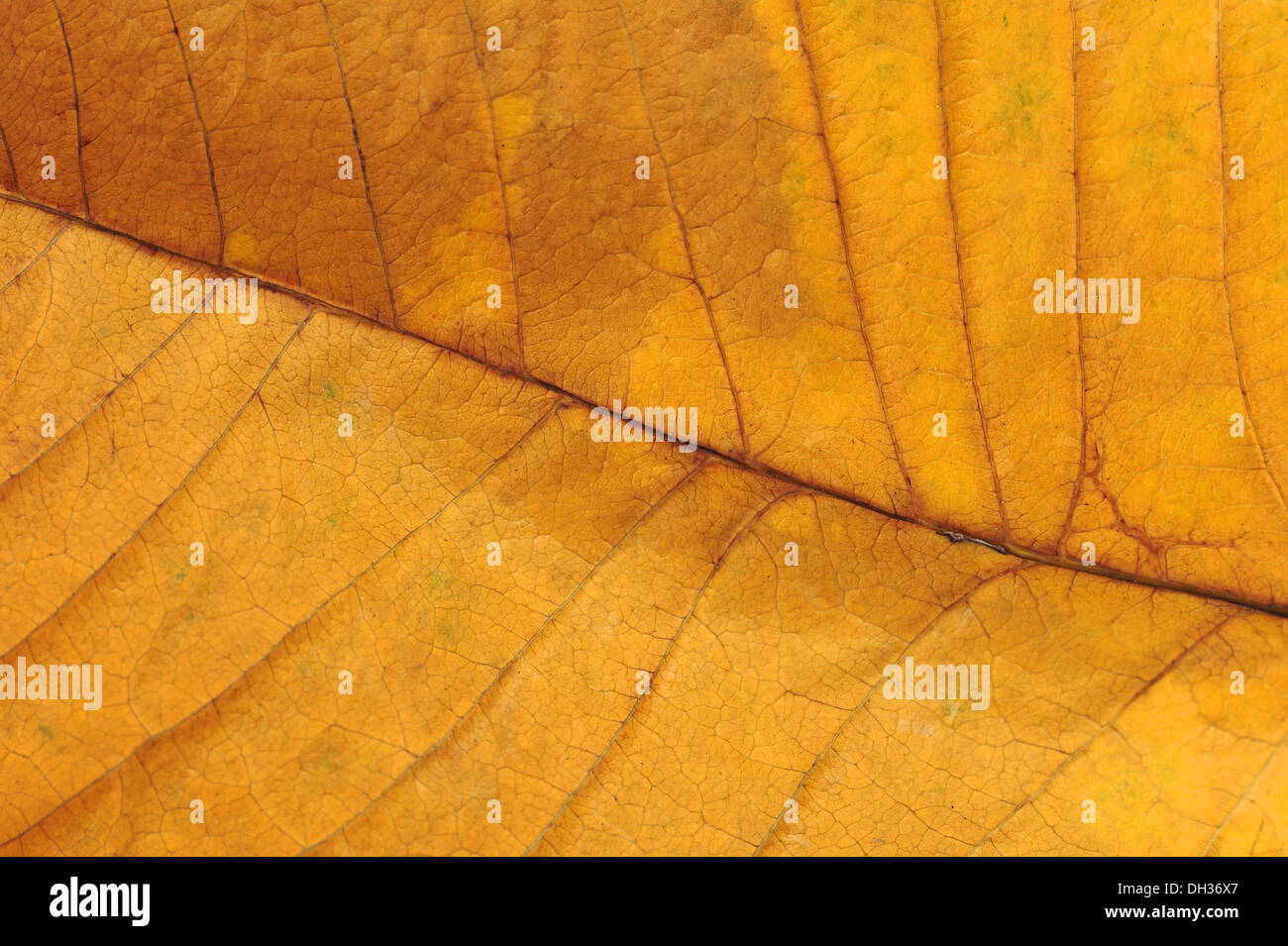 Foglio di autunno Foto Stock