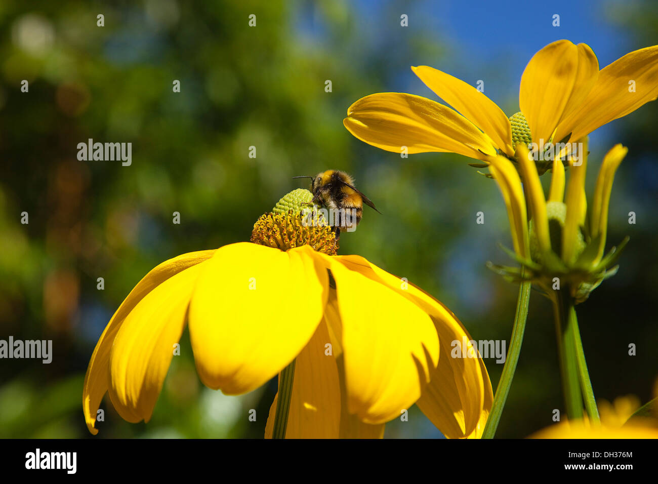 Coneflower Cutleaf, laciniata Rudbeckia Herbstsonne. Bumble Bee su verde cono centrale del fiore giallo. Foto Stock