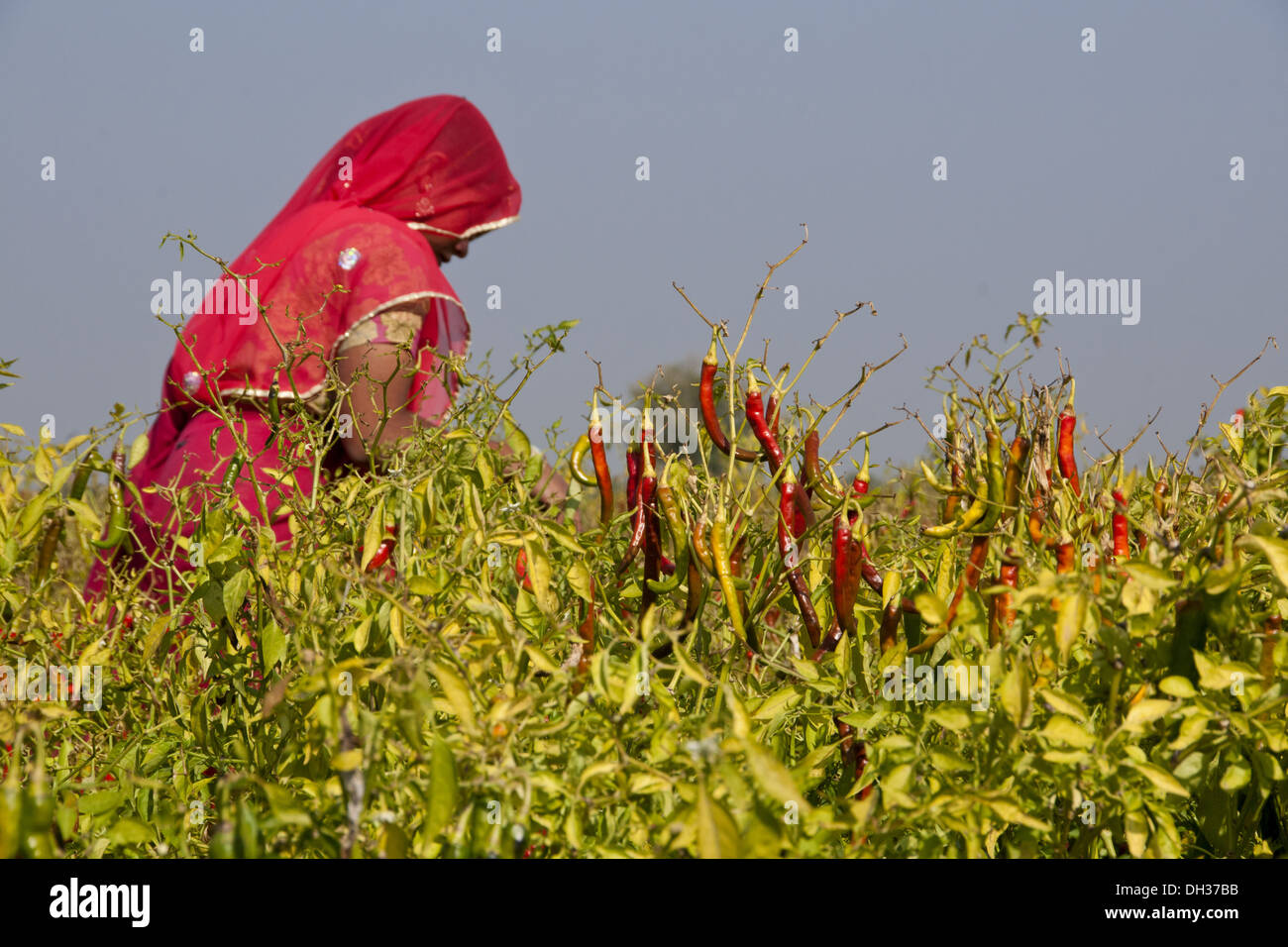 Le donne indiane che lavorano in peperoncino rosso campo a Jodhpur Rajasthan India Signor#786 Foto Stock