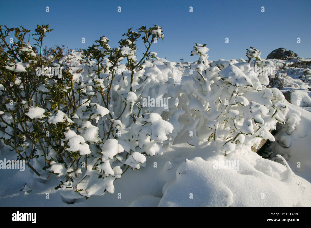 Haytor nella neve, Parco Nazionale di Dartmoor, Devon, Gran Bretagna. Foto Stock