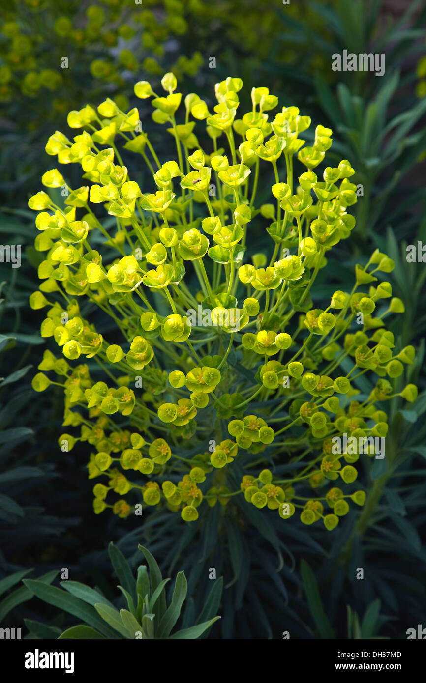 Di euforbia Euphorbia characias wulfenii. Arbusto con foglie di cluster e grande testa arrotondata del piccolo giallo verdolino fiori detenute Foto Stock