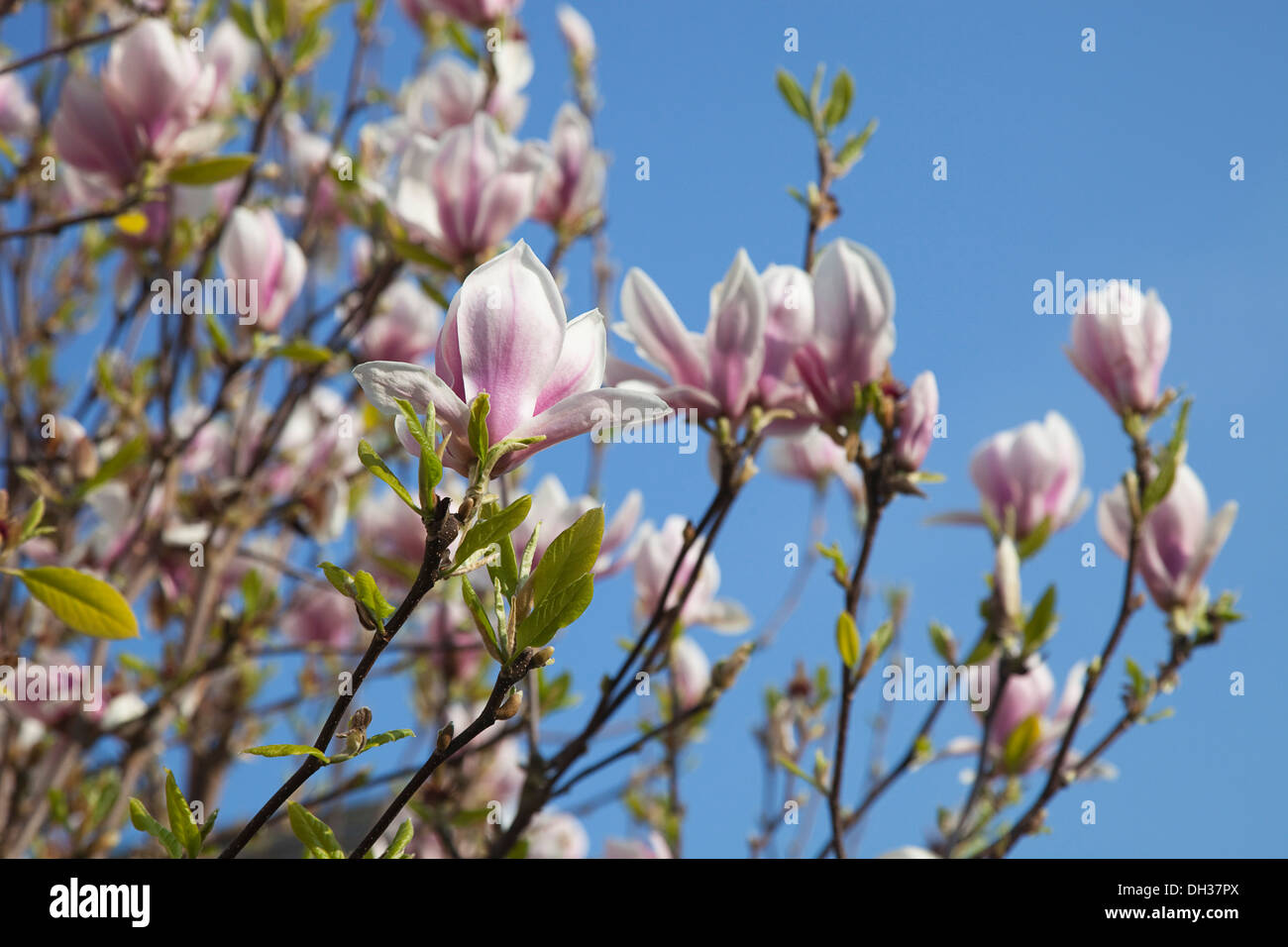 Magnolia soulangeana. Close up tulip simile a fiori bianco lavato rosa alla base contro il cielo blu. Foto Stock