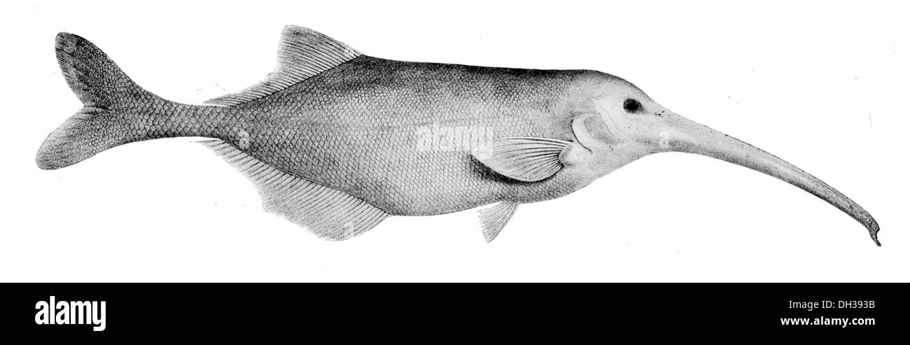 Campylomormyrus numenius Boulenger, una specie di elefanti che si trova in habitat di acqua dolce in tutta l'Africa centrale e occidentale. Noto per la sua lunga struttura allungata e il caratteristico muso simile a quello del tronco, utilizza campi elettrici per la comunicazione e la navigazione nelle acque torbide. Foto Stock