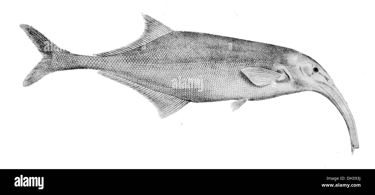 Campylomormyrus curvirostris è una specie di pesci elettrici che si trovano nel fiume Congo. È noto per il suo muso curvo ed è in grado di generare campi elettrici per la navigazione e la comunicazione. Foto Stock