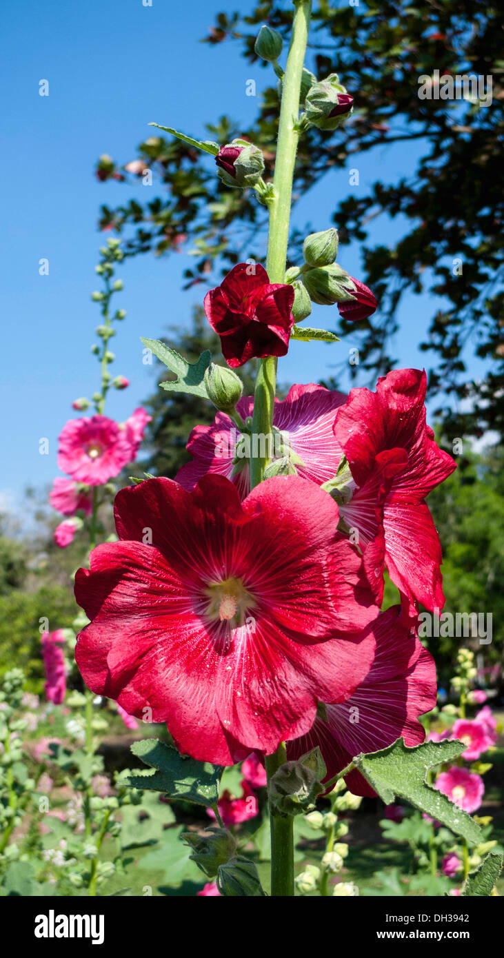 Hollyhock, Alcea rosea. Flower spike con profonda, rosa-rosso fiori. Thailandia Chiang Mai, San Kamphaeng, Foto Stock