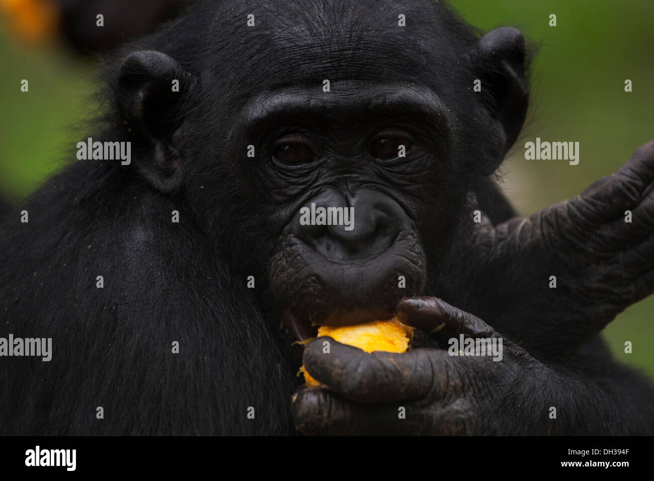 Un Bonobo Pygmie scimpanzé mangia mango Foto Stock