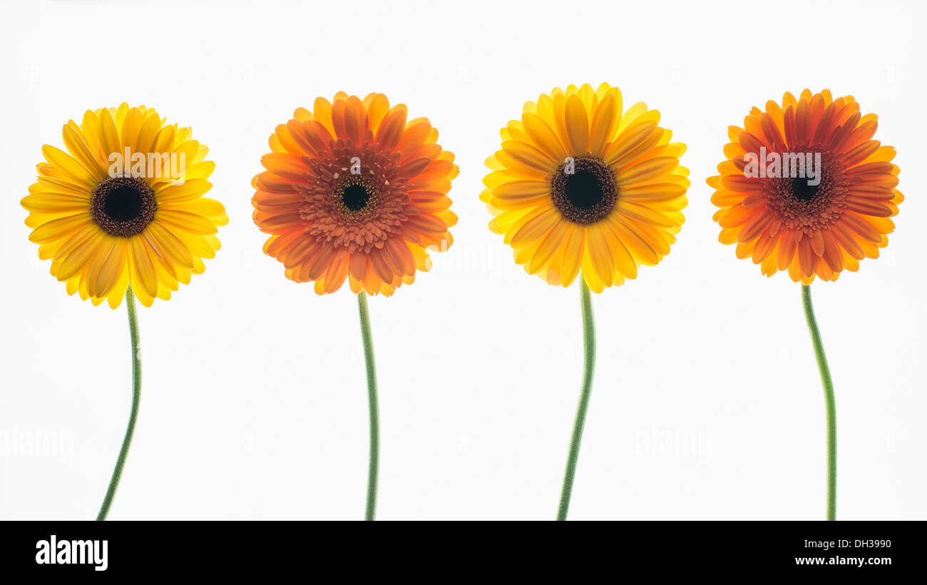 Gerbera. Quattro singoli steli dei fiori in sfumature di giallo e arancione disposti in una fila e fotografato su un lightbox. Foto Stock