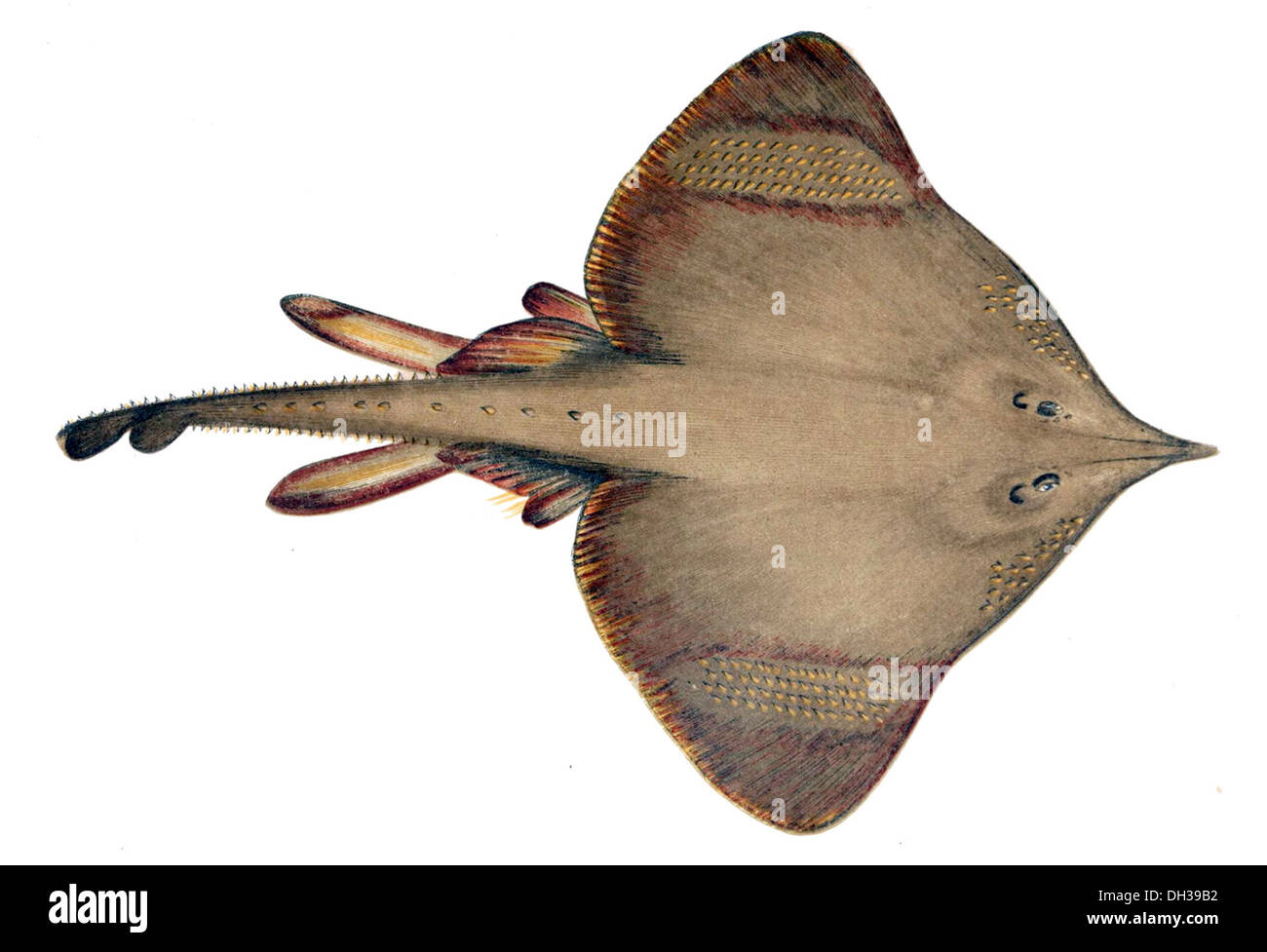 Il Dipturus oxyrinchus, comunemente noto come spinoso skate, è una specie di pesci con pinne razze che si trovano nell'Atlantico settentrionale. È riconosciuta per la sua pelle ruvida e spinosa e per la sua particolare forma corporea, che ne favorisce la sopravvivenza in ambienti di acque profonde. Foto Stock
