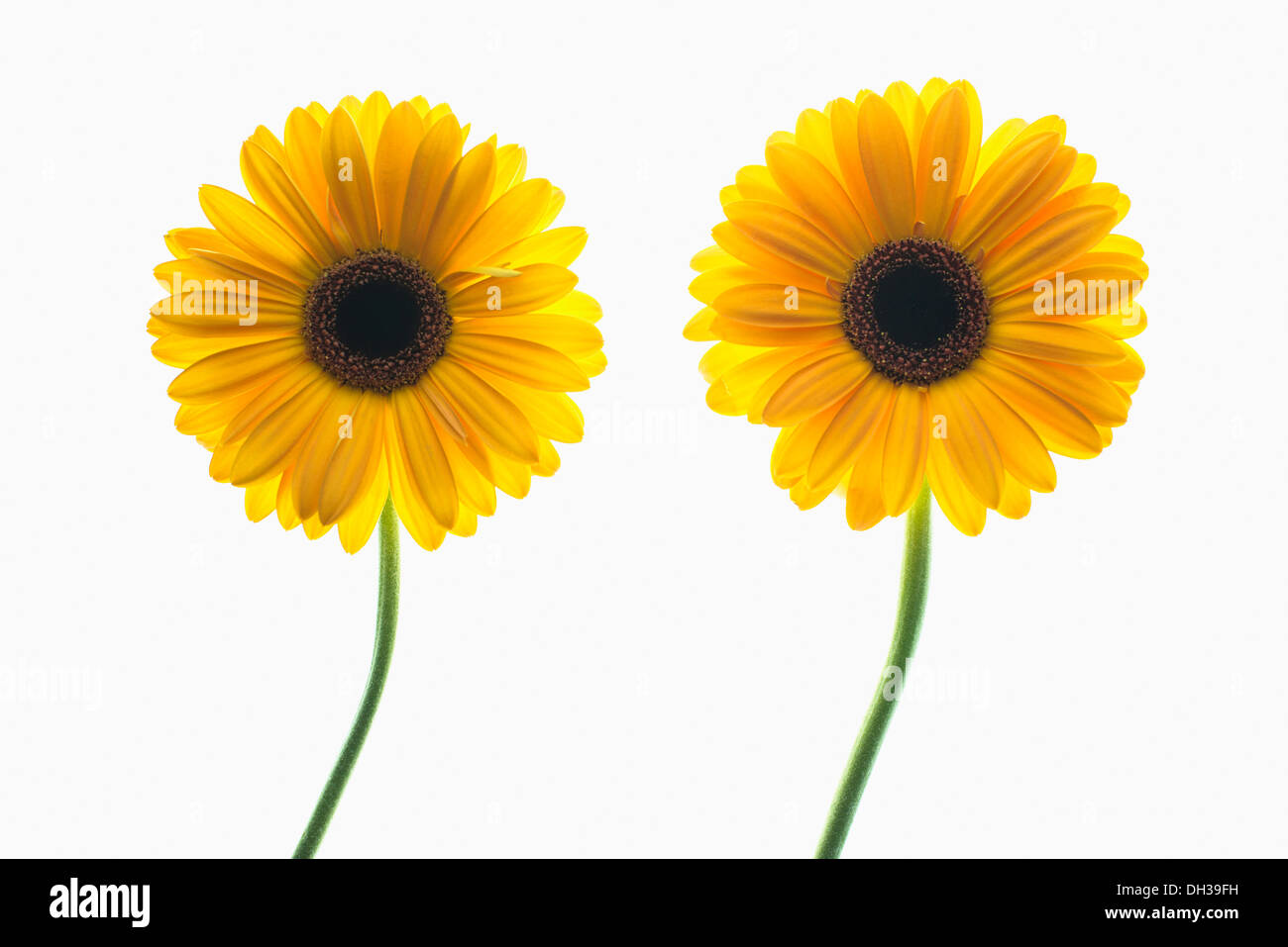 Gerbera. Due singoli steli dei fiori disposti e fotografati su lightbox. Foto Stock