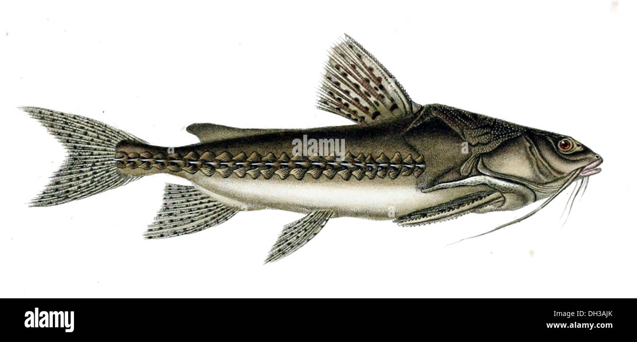 Pterodoras granulosus è una specie di pesce gatto originaria del bacino amazzonico. È caratterizzata da grandi dimensioni, corpo corazzato e lunghe barbels, tipicamente presenti in fiumi e torrenti che si muovono lentamente. Foto Stock