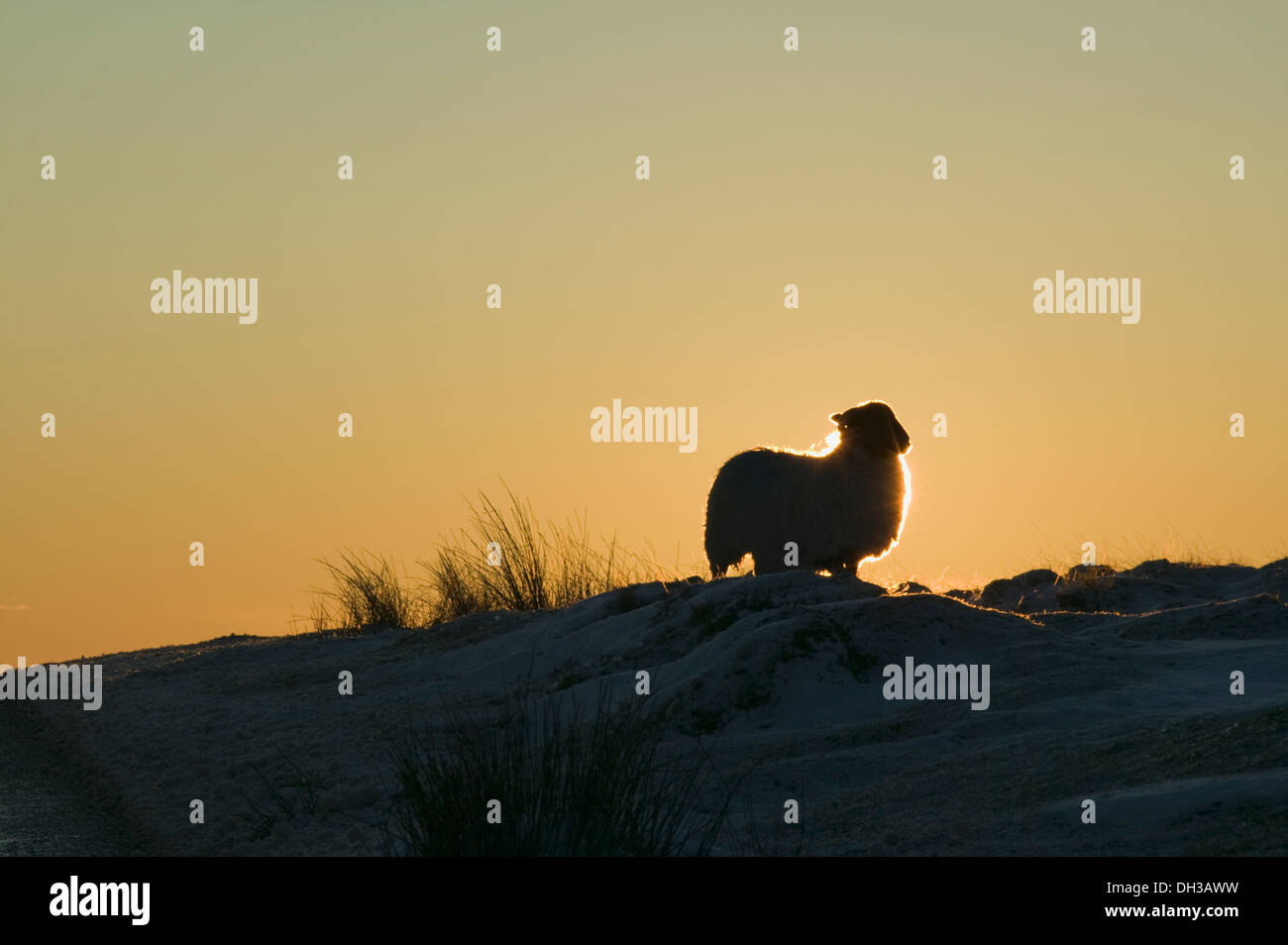 Una pecora stagliano dal sole al tramonto, in condizioni di neve vicino Postbridge, Parco Nazionale di Dartmoor, Devon, Gran Bretagna. Foto Stock