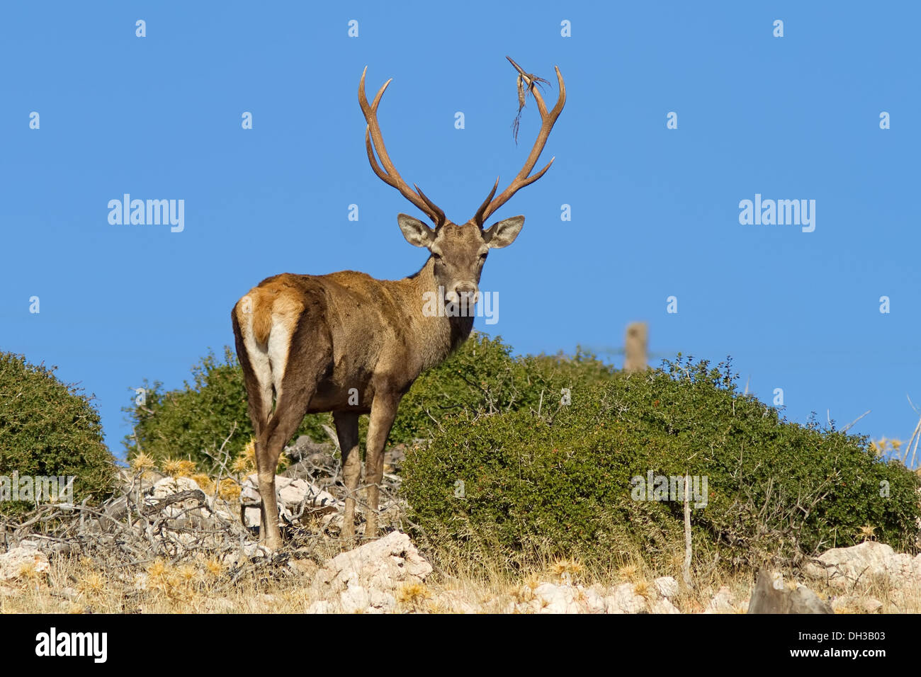 Un maschio rosso cervo (Cervus elaphus) sul monte Parnitha, vicino ad Atene, Grecia Foto Stock