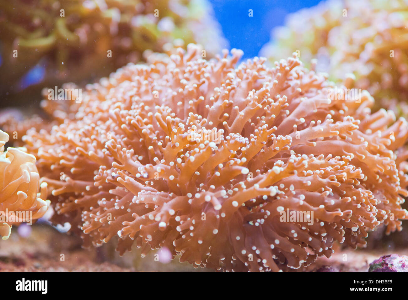 Belli, colorati coralli duri - euphyllia paradivisa Foto Stock