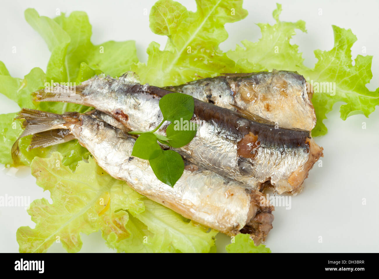 Sardine su uno sfondo bianco e insalata verde Foto Stock