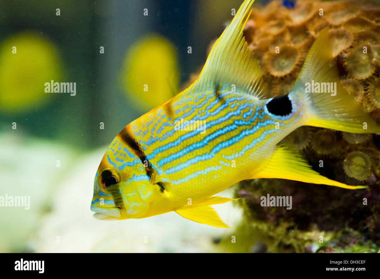 Symphorichthus spilurus - giallo, pesce di mare. Foto Stock