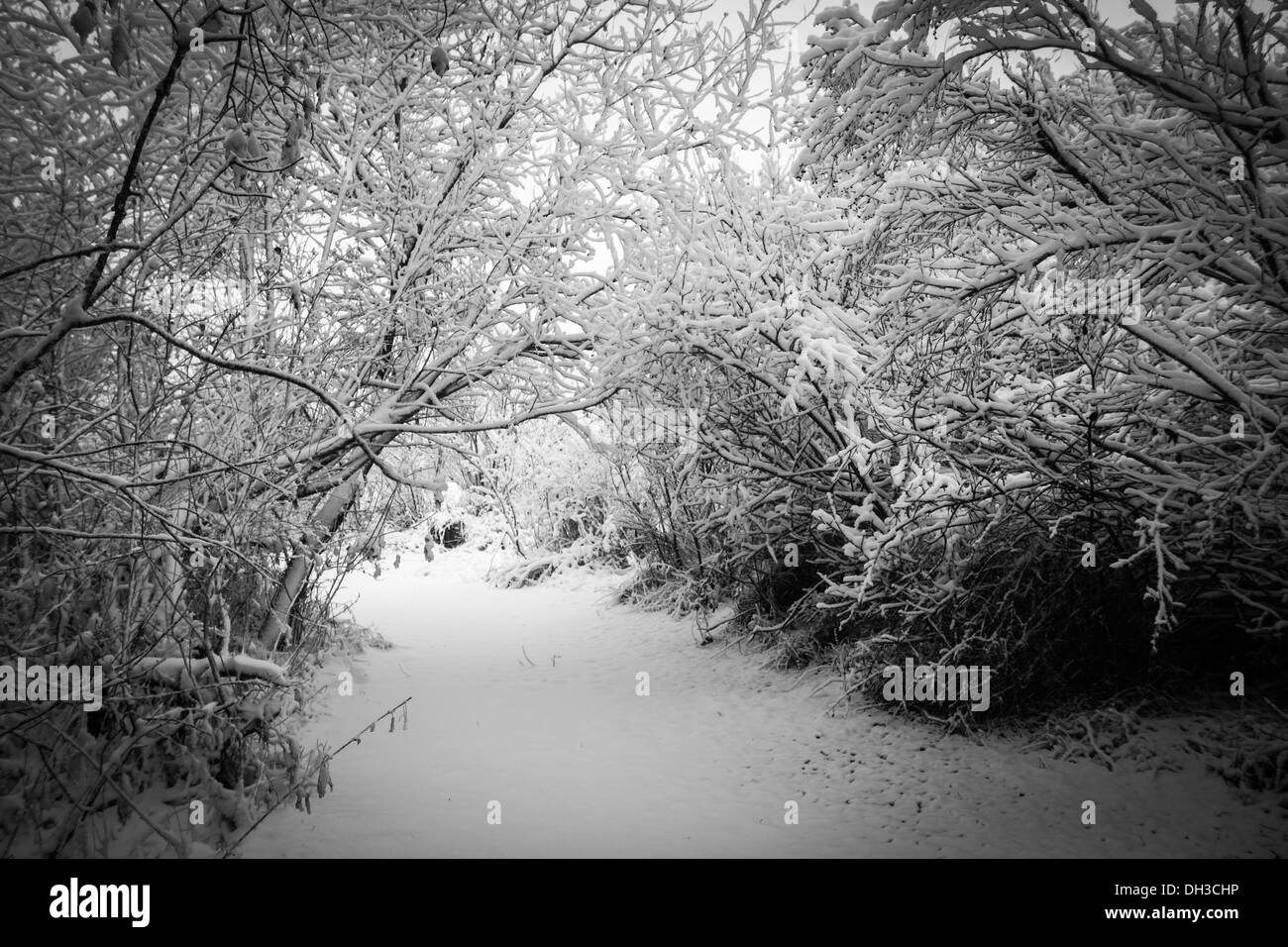 Bianco & Nero magico coperto di neve rami di alberi Archway percorso di tunnel in Alberta Foto Stock