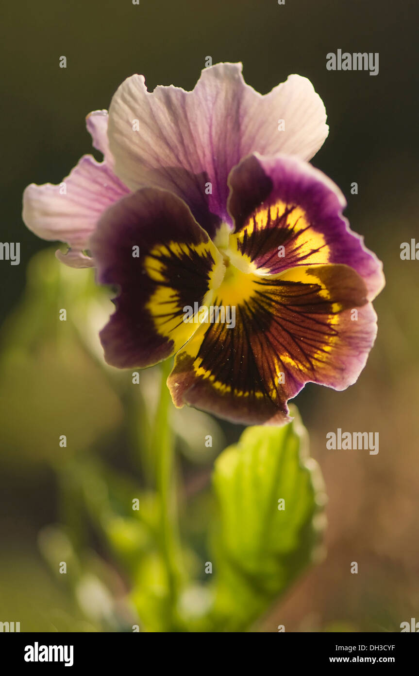 Pansy, Viola x wittrockiana. Unico fiore con increspato colore viola-marrone, petali venato scuro che si estende alla luce dal centro di colore giallo. Foto Stock