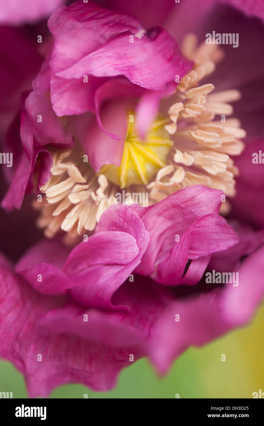 Il papavero Papaver somniferum. Chiudi vista ritagliata del singolo fiore con petali di oscurare parzialmente lo sviluppo di seme head circondato da Foto Stock