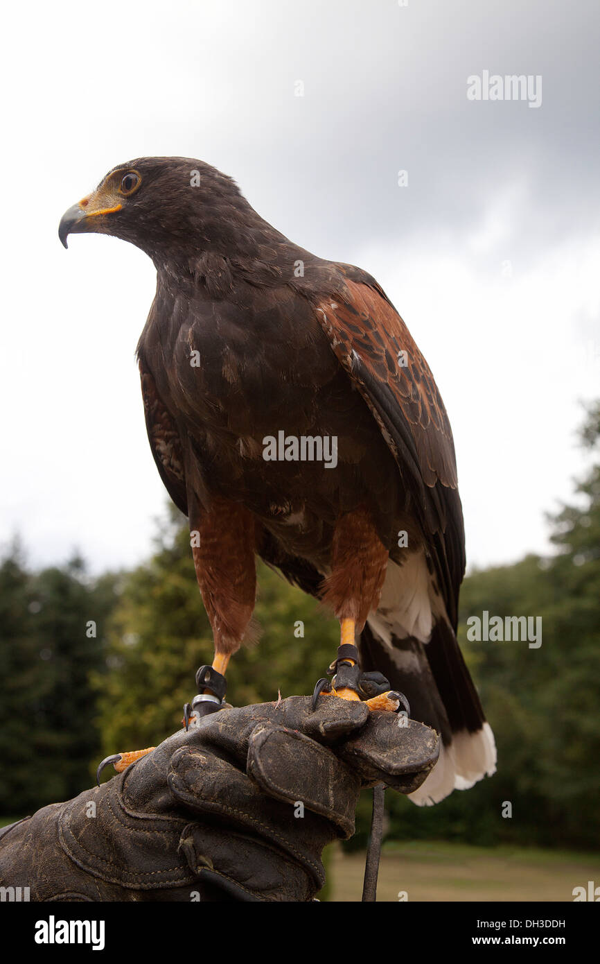 La Harris Hawk (Parabuteo unicinctus) appollaiato su un falconer la mano, Bad Dueben, Sassonia Foto Stock