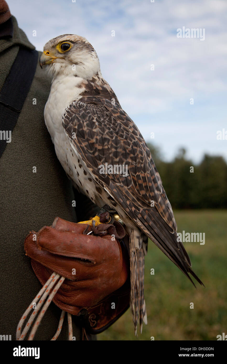 Lanner Falcon (Falco biarmicus) su un falconer guanto Foto Stock