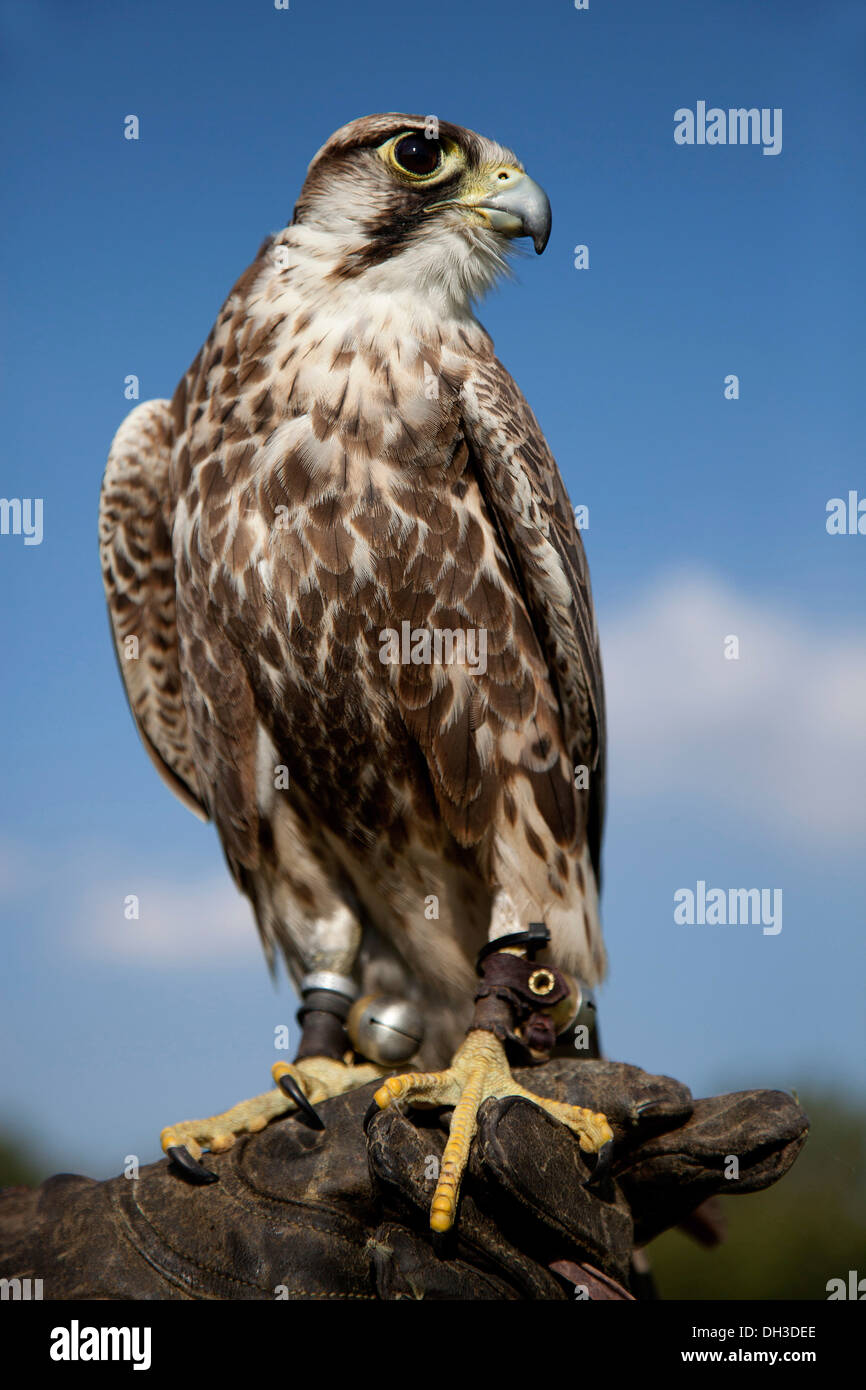 Saker Falcon (Falco cherrug), maschio, appollaiato un falconer guanto Foto Stock