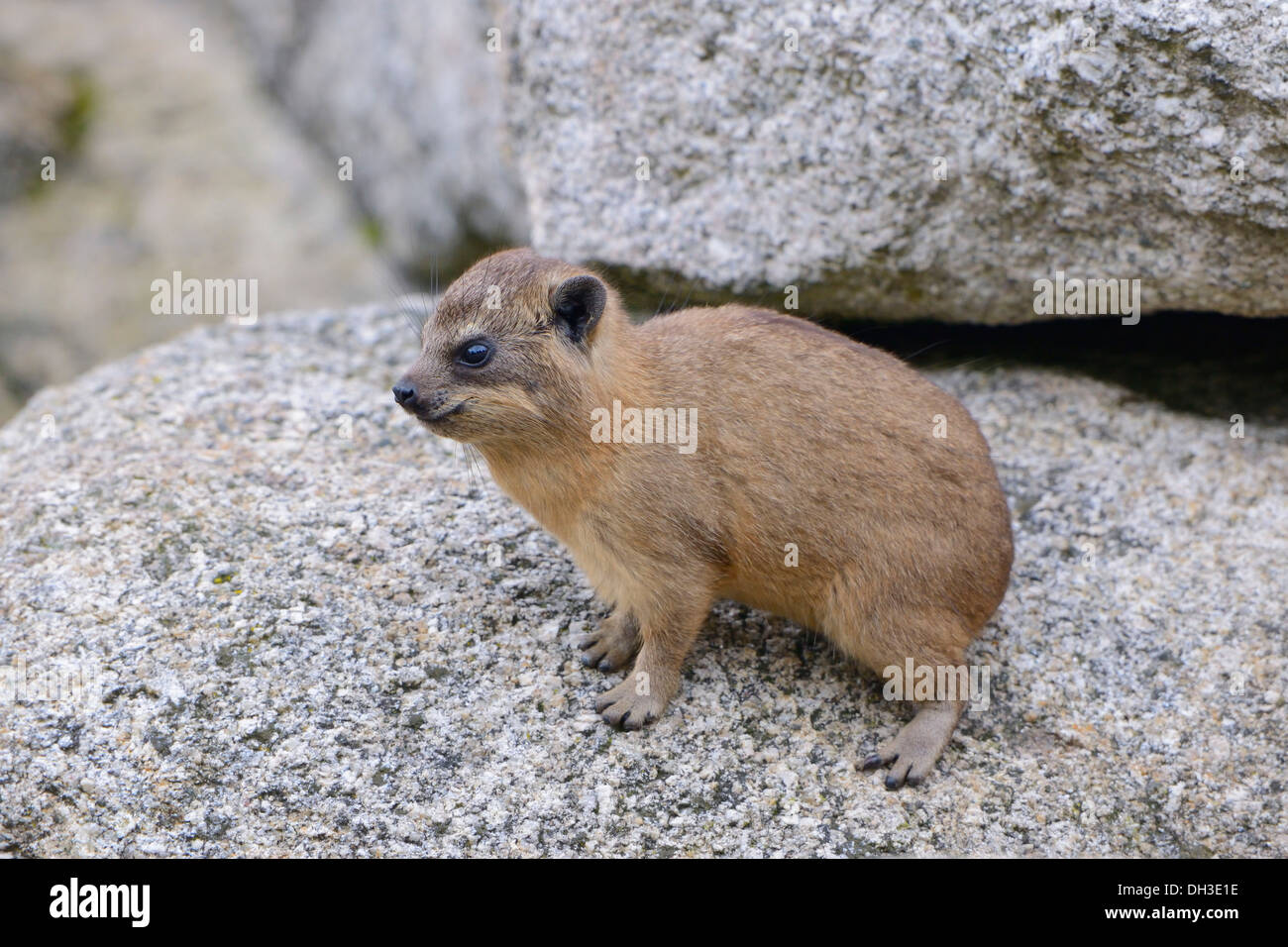 Rock Hyrax o Cape Hyrax (Procavia capensis), giovani africani e West specie asiatiche, Baden-Wuerttemberg Foto Stock