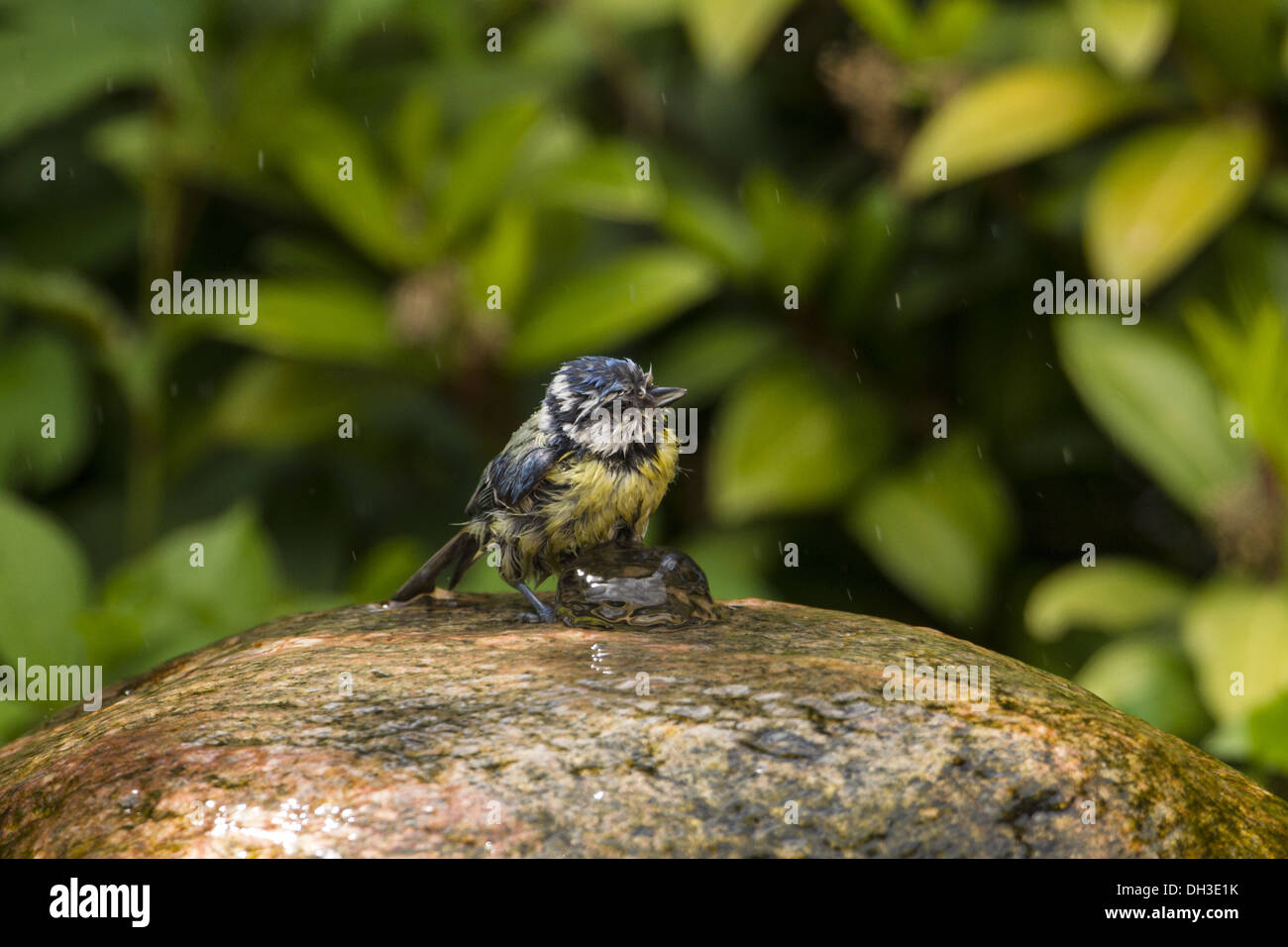 Tit blu (Cyanistes caeruleus) Foto Stock