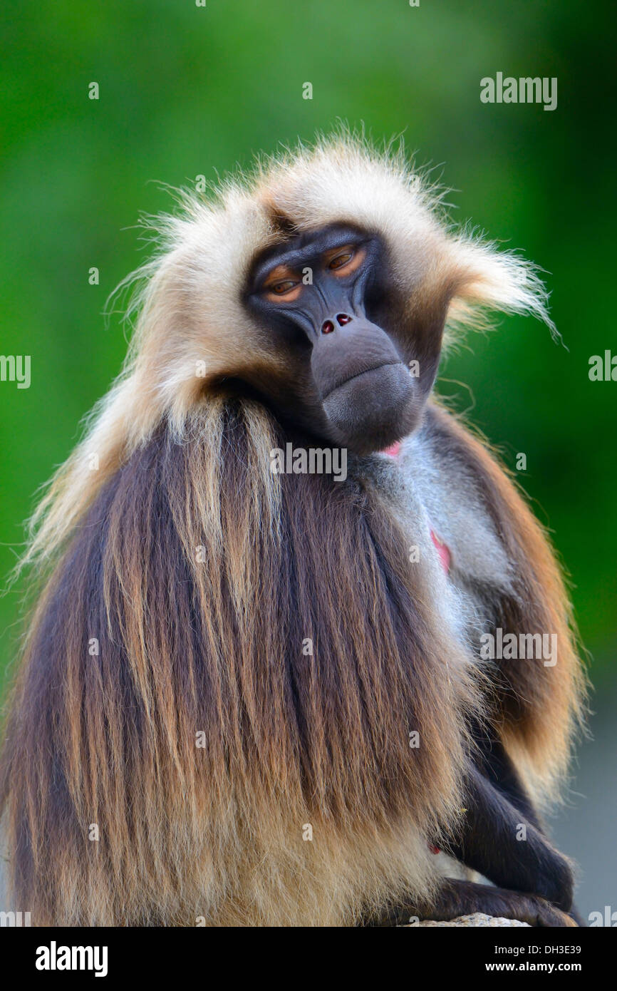 Babbuino Gelada (Theropithecus gelada), Baden-Württemberg, Germania Foto Stock