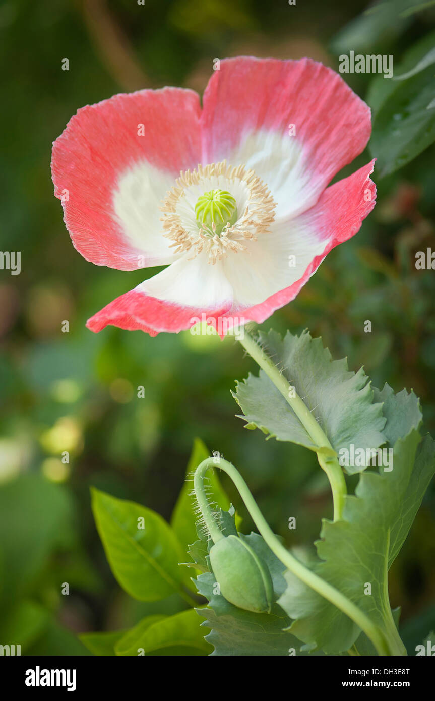 Semi di papavero, Papaver somniferum. Singola, aprire fiore con petali di colore bianco bordato in rosa al di sopra del BUD su lo stelo piegato. Foto Stock