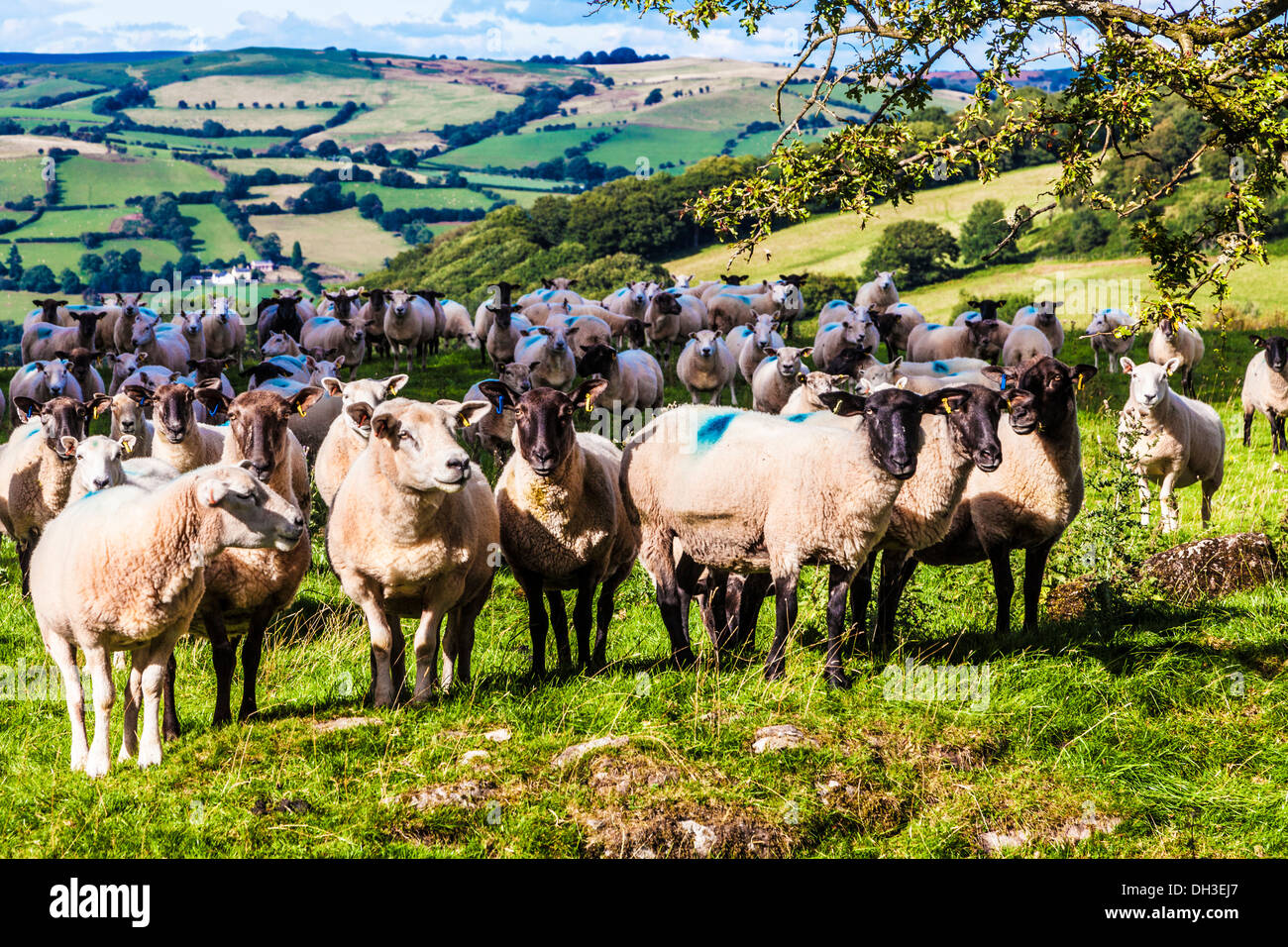 Un gregge di pecore gallese nel Parco Nazionale di Brecon Beacons, Galles. Foto Stock