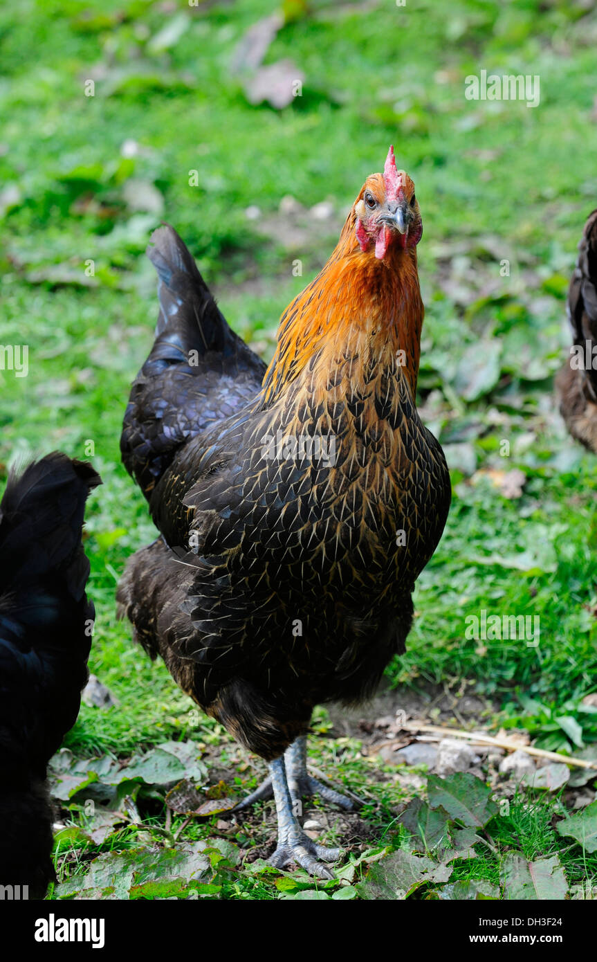 Free range polli biologici, REGNO UNITO Foto Stock