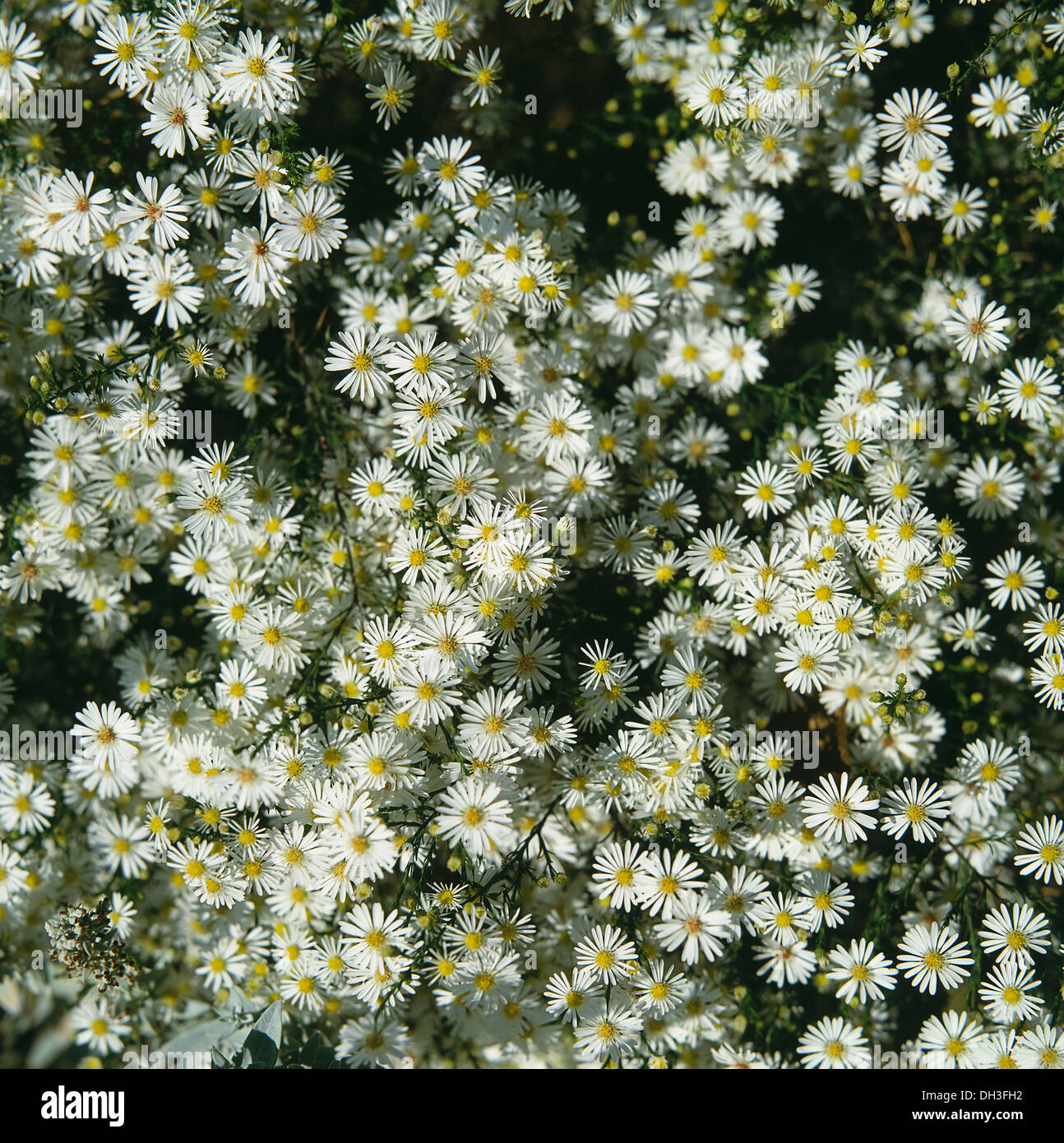 Margherita, Bellis. Foto Stock