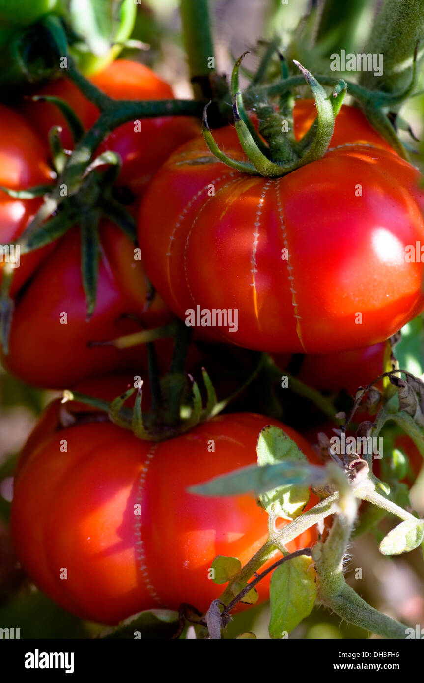 Un cimelio di coltivazione del pomodoro sulla vite in un giardino organico a Chicago, Illinois, Stati Uniti d'America. Foto Stock