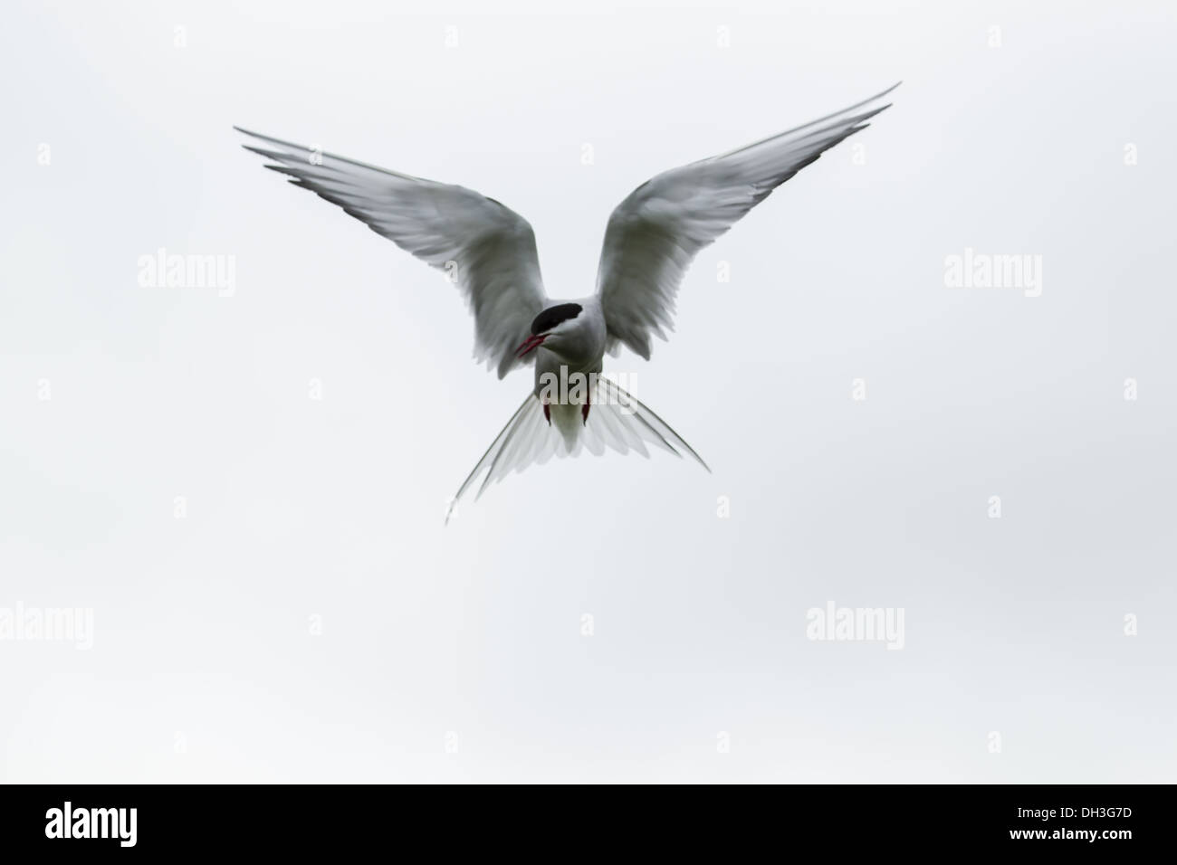 Arctic Tern (sterna paradisaea) Foto Stock