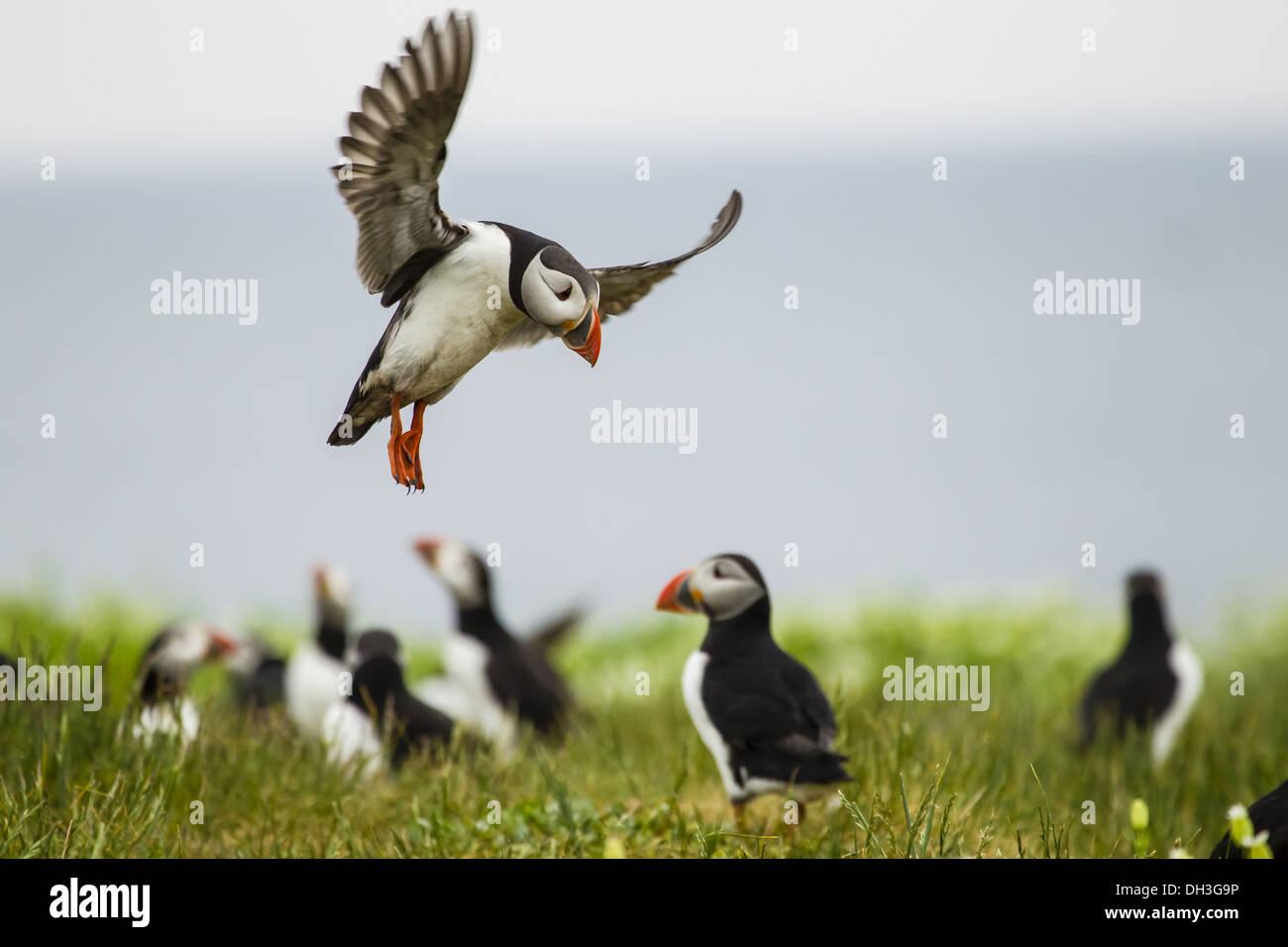 I puffini (Fratercula arctica) Foto Stock