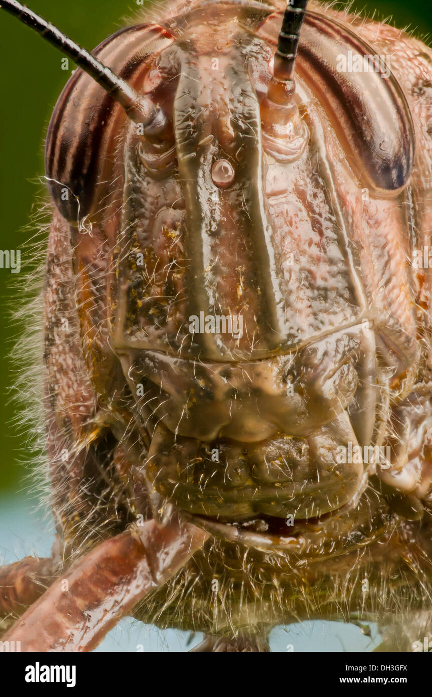 Macro egiziano di Grasshopper testa che mostra i dettagli del volto e peli sensoriali. Con una foglia verde dello sfondo. Foto Stock