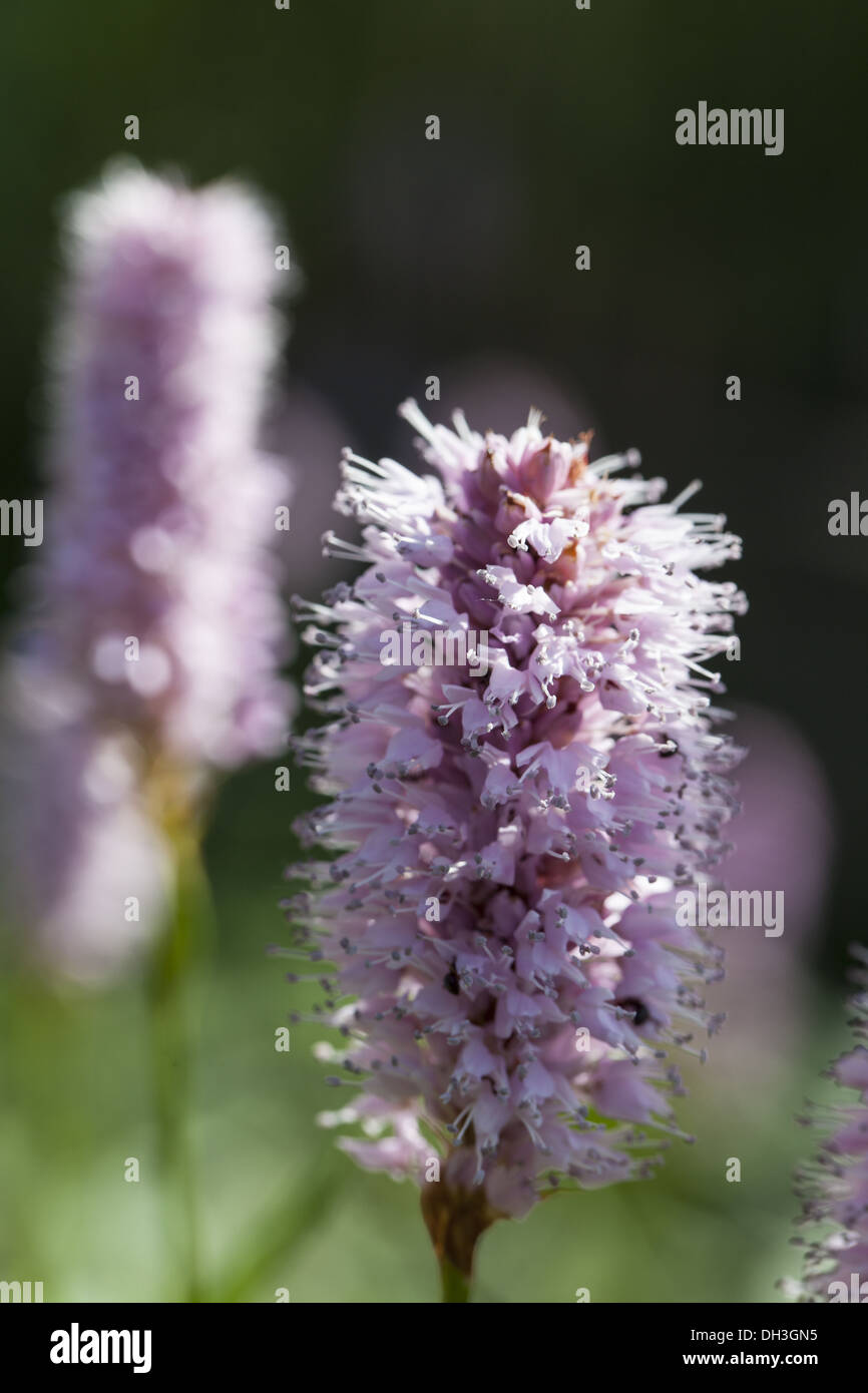 Bistort (Bistorta officinalis) Foto Stock