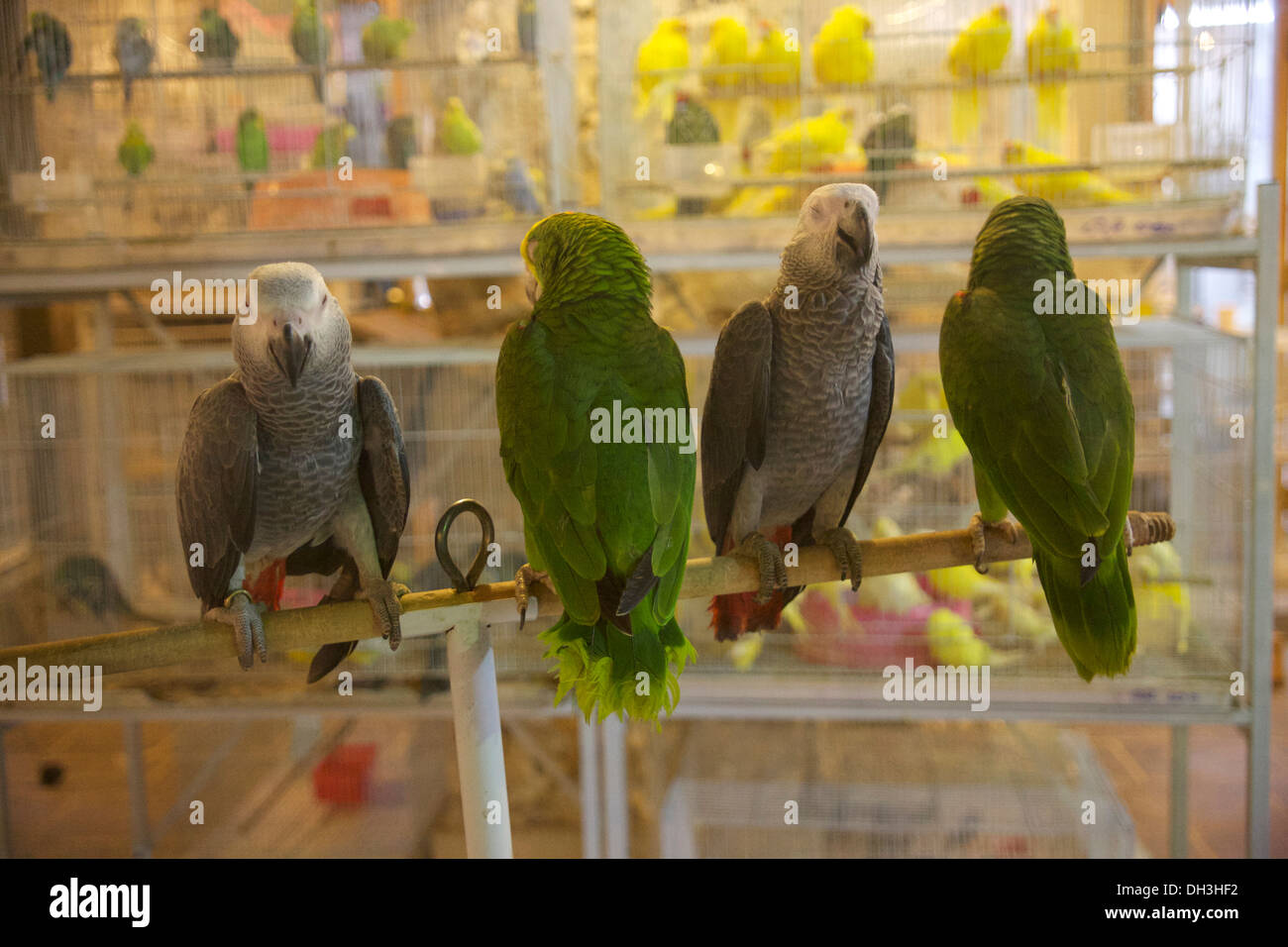 Uccelli esotici presso la sezione di pet del souk a Doha il Souk Waqif - alcune persone scriverlo Wafiq Foto Stock