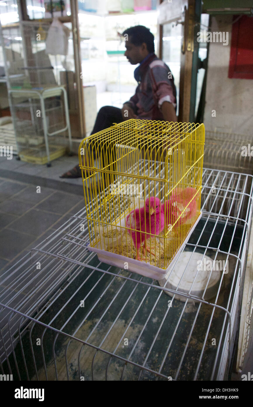 Rosa baby chicken al Souk Waqif, Doha, Qatar Foto Stock