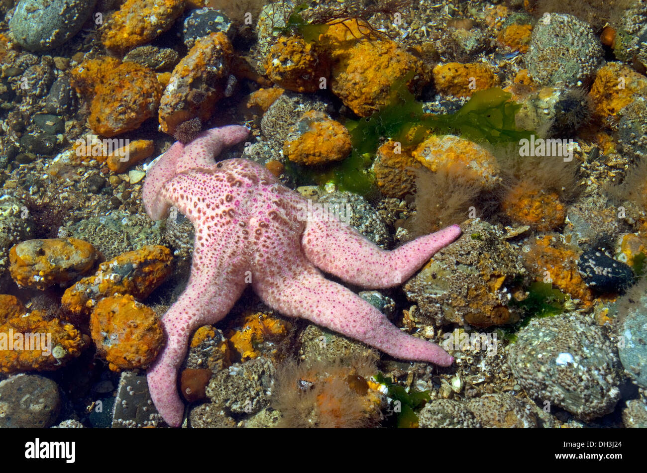Starfish in Puget Sound nello Stato di Washington saltwater Foto Stock
