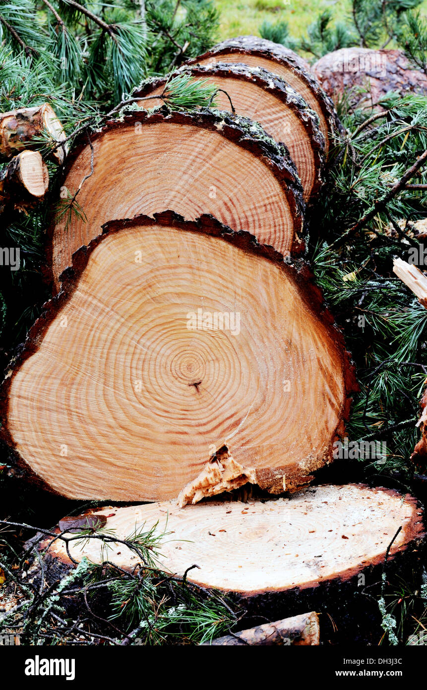 Pino abbattuto albero nella foresta, verticale Foto Stock