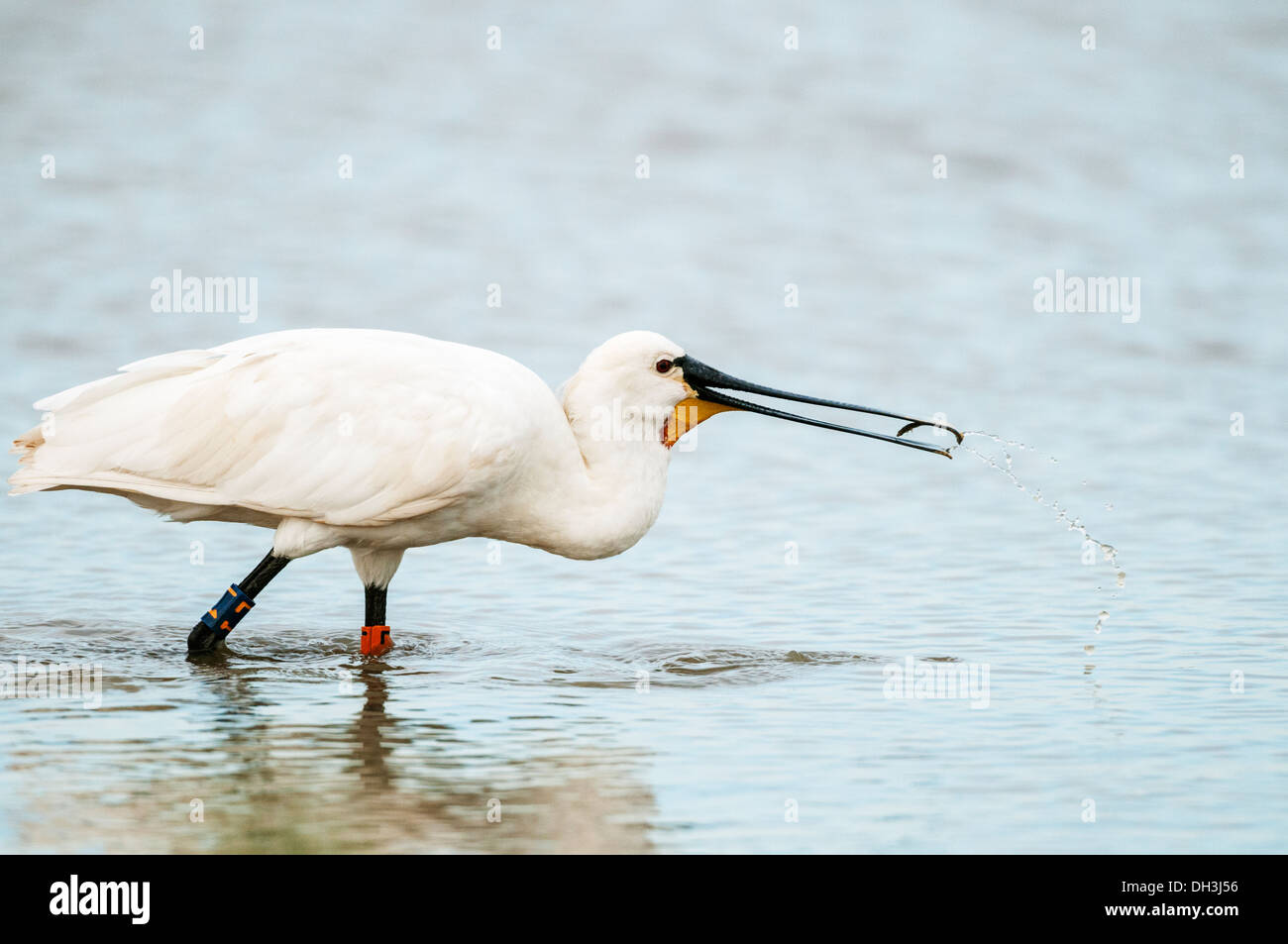 Spatola (Platalea leucorodia) La cattura del pesce, Norfolk, Inghilterra. Foto Stock