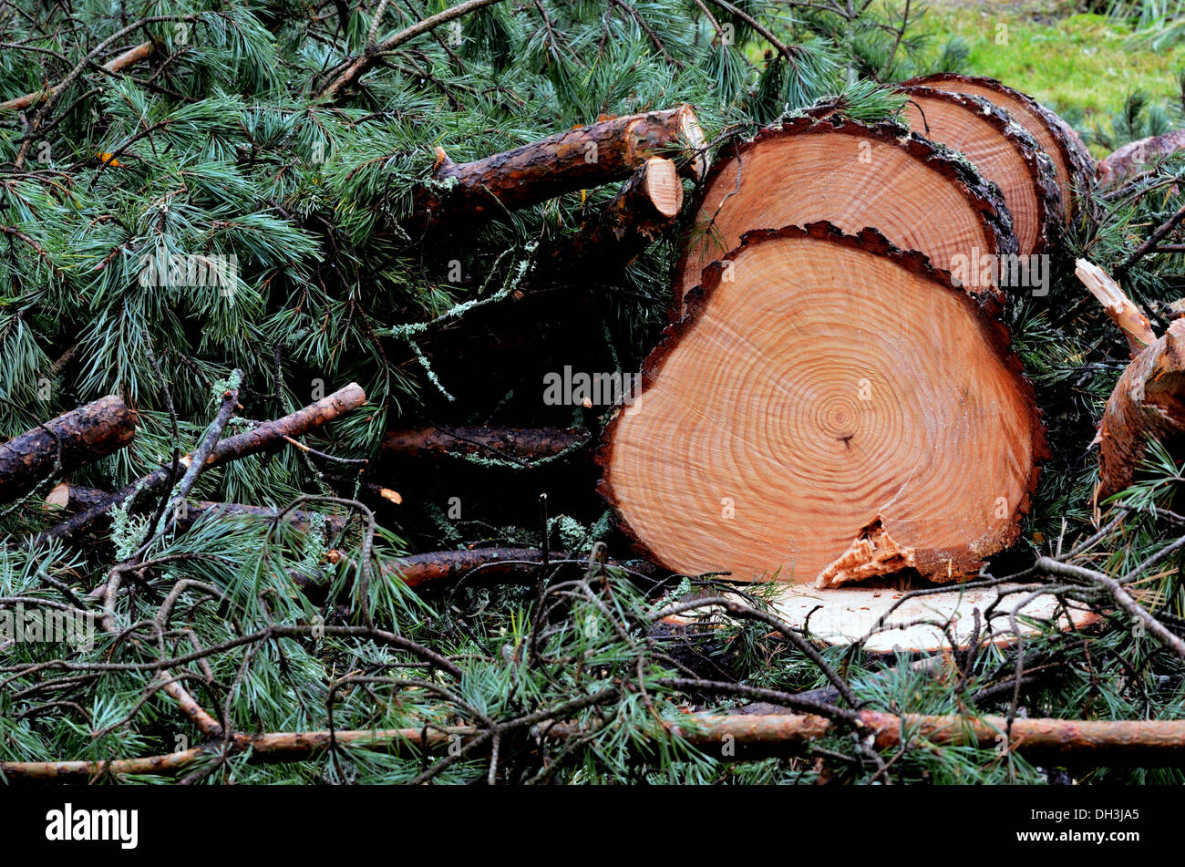 Pino abbattuto albero nella foresta, orizzontale Foto Stock