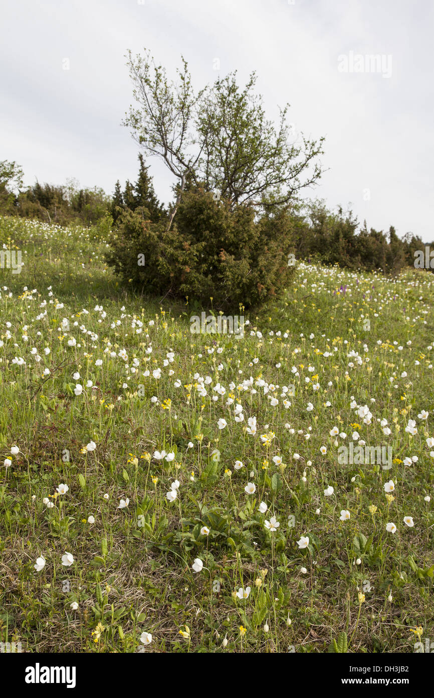Paesaggio di Bühlchen Foto Stock